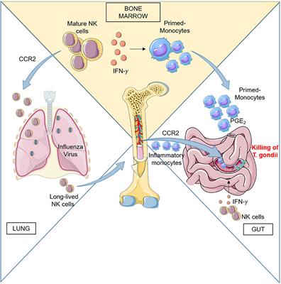 Bone Marrow NK Cells: Origin, Distinctive Features, and Requirements for Tissue Localization